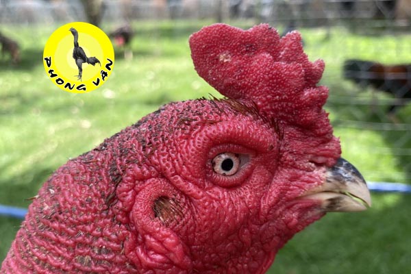 Mồng Trà (Rose Comb) - Kiểu Dáng Cổ Điển