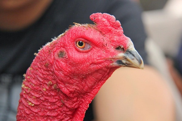 Mồng Gà Chọi Là Gì?