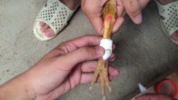 7 Cách Lên Cựa Gà Chọi Hiệu Quả