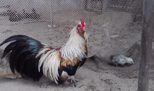 8 Phương Pháp Nuôi Gà Tre Philippines Hiệu Quả