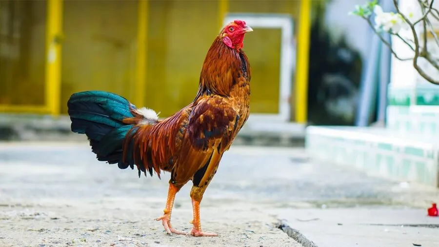 Phương Pháp 5: Nuôi Kết Hợp Với Trồng Trọt