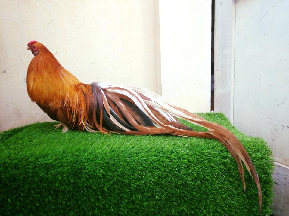 Quản Lý Sức Khỏe Và Phòng Bệnh