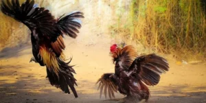 Tổng Quan Về Đá Gà Tại Việt Nam 2025