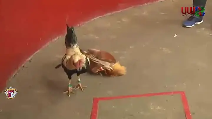 Quản Lý Tài Chính Khi Xem CPC