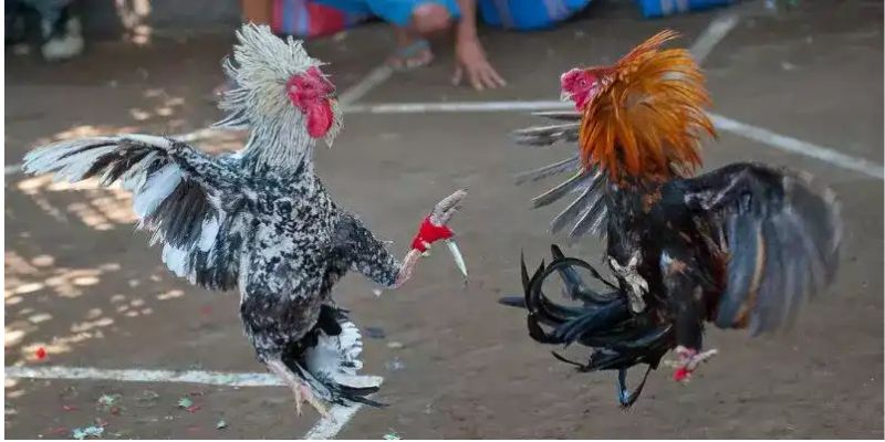 Chiến Lược Theo Từng Mức Vốn