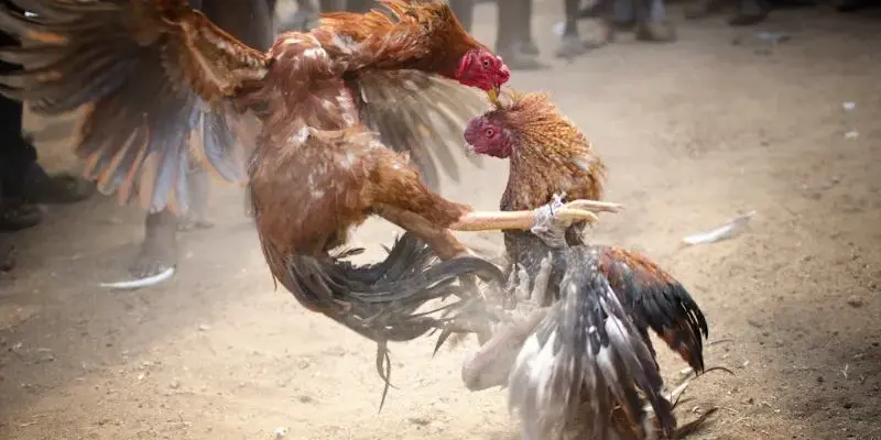 Case Study: Từ 10 Triệu Thành 500 Triệu Trong 8 Tháng